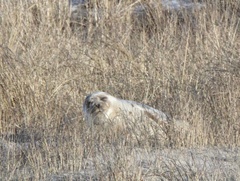 Pagophilus groenlandicus