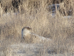 Pagophilus groenlandicus