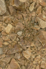 Anisotome filifolia