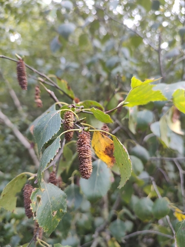 Iberian White Birch