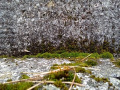 Orthotrichum diaphanum