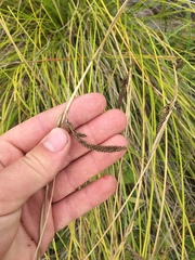 Carex flagellifera