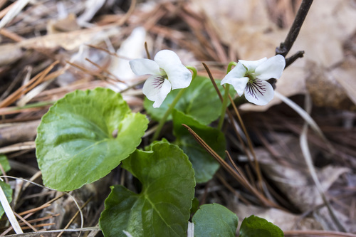 photo of Smooth White Violet (Viola macloskeyi pallens)
