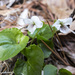 photo of Smooth White Violet (Viola macloskeyi pallens)