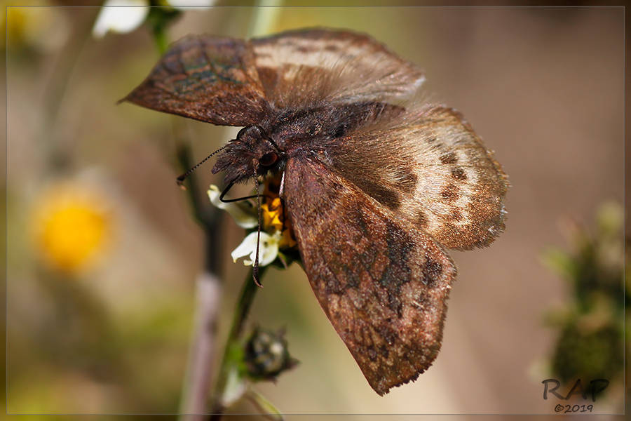 Theagenes dichrous