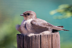 Rock Martin photo 3