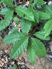 Dilleniaceae