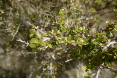 Coprosma decurva