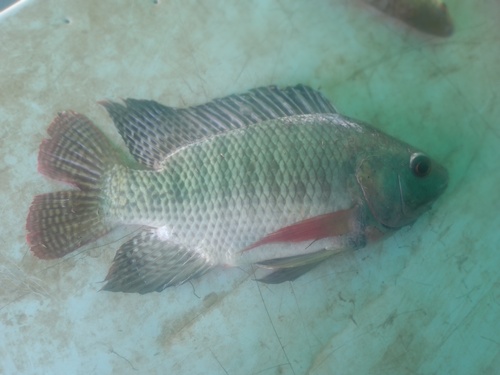 Nile Tilapia