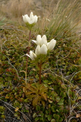 Gentianella montana montana