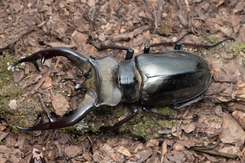 Lucanus cheni · iNaturalist