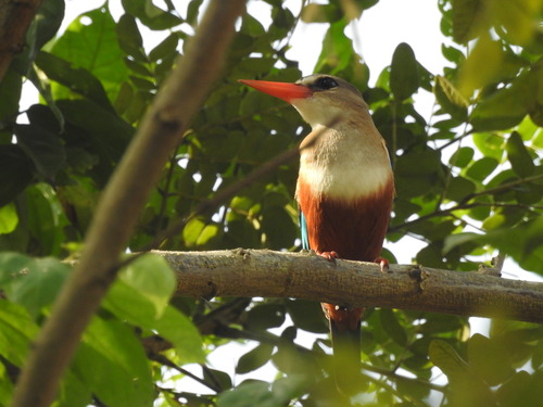 Gray-headed Kingfisher
