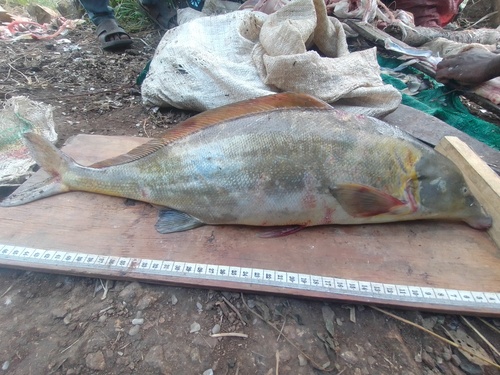 Elephant-snout Fish