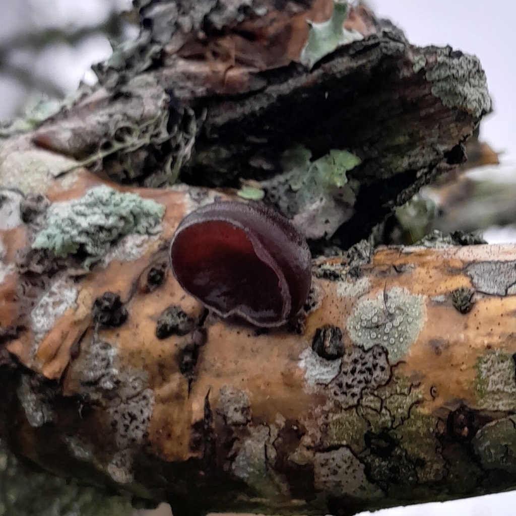Auricularia fuscosuccinea · September 2023 · photo: © danialdias (iNaturalist, cc-by-sa)