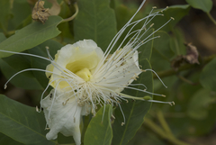 Capparis sandwichiana
