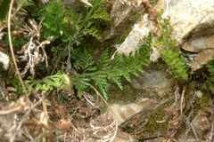 Asplenium richardii