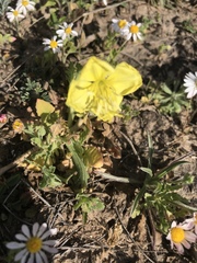 Oenothera triloba