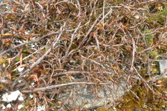 Gaultheria macrostigma