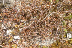 Gaultheria macrostigma