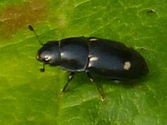 Glischrochilus siepmanni