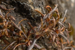 Gaultheria macrostigma