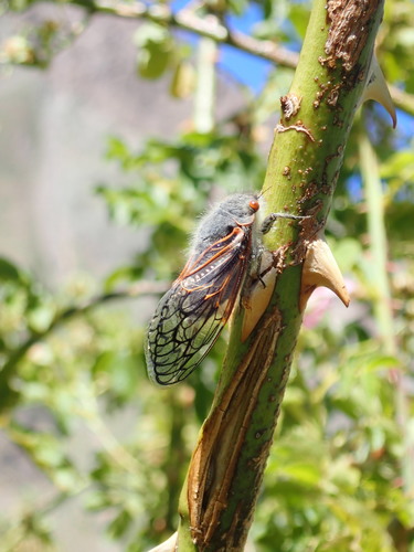 Tigani Insect Tribe Tettigadini · iNaturalist