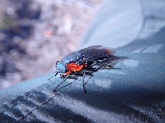 Osca lata