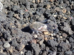 Tettigades angularis