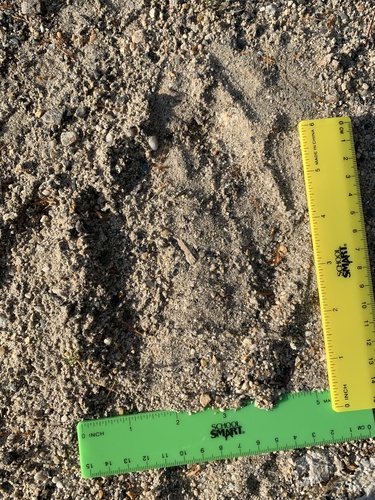 Black Bear Tracks – NatureTracking