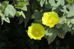 Gossypium tomentosum