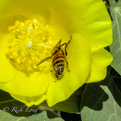 Gossypium tomentosum