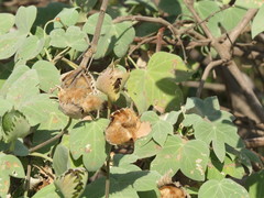 Gossypium tomentosum
