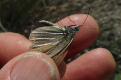 Argyrophenga janitae