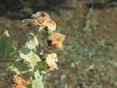 Gossypium tomentosum