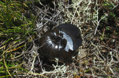 Powelliphanta