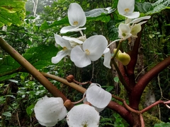 Begonia baccata image