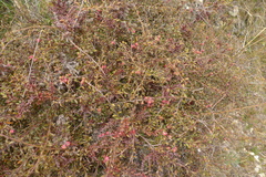 Gaultheria macrostigma