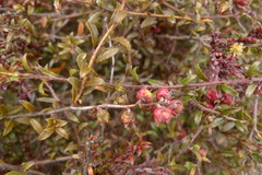 Gaultheria macrostigma