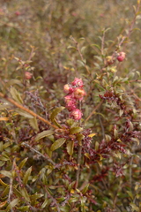 Gaultheria macrostigma