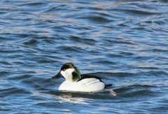Bucephala albeola × clangula