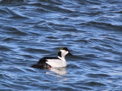 Bucephala albeola × clangula