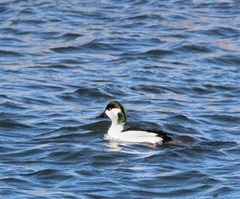 Bucephala albeola × clangula
