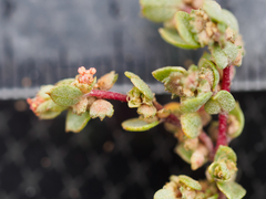 Atriplex coulteri