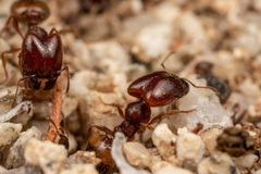 Pheidole xerophila