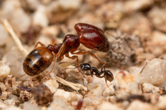 Pheidole xerophila
