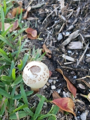 Chlorophyllum molybdites image