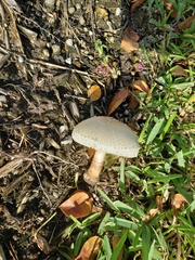Chlorophyllum molybdites image