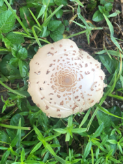 Chlorophyllum molybdites image