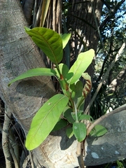 Ficus costaricana image
