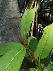 Ficus costaricana
